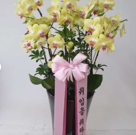 노랑 호접란 (특대) 호접란 서양난 서양란 영전 취임 칠순 팔순 생신 개업 화분 배달